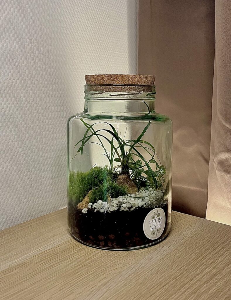 Terrarium végétal artisanal en verre fermé avec plantes naturelles by l'Atelier Végétal de Lulu