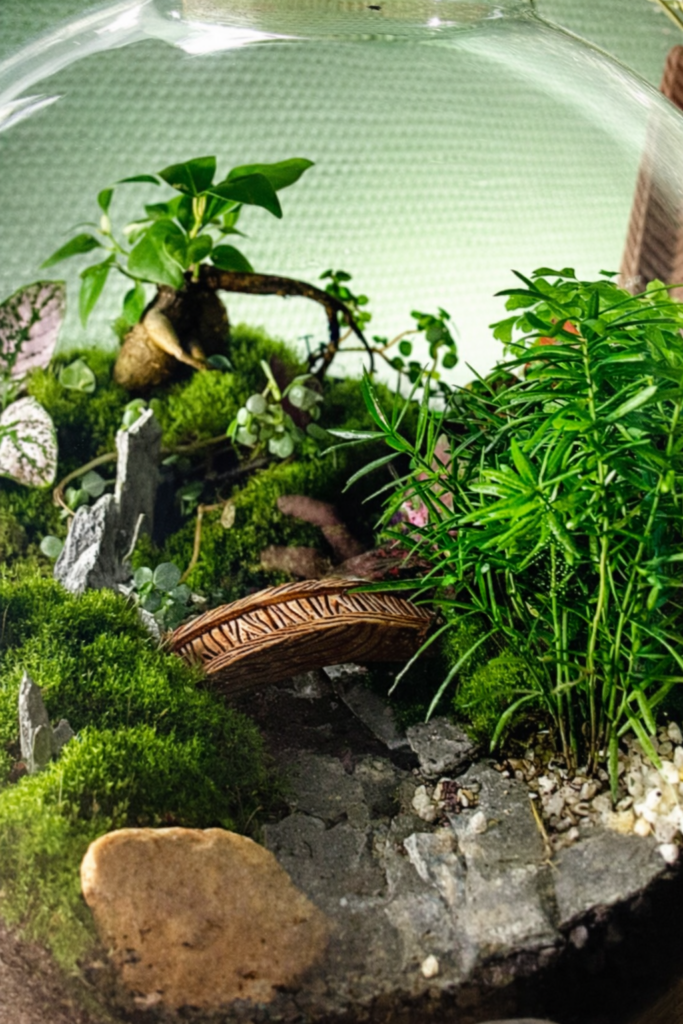 Terrarium végétal artisanal en verre fermé avec plantes naturelles by l'Atelier Végétal de Lulu