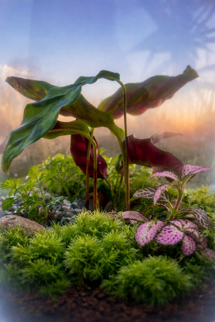 Le Souffle Végétal