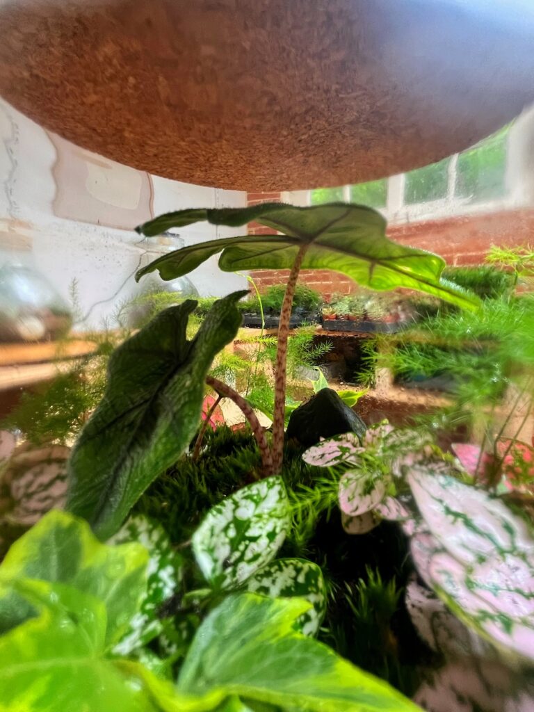 Terrarium végétal artisanal en verre fermé avec plantes naturelles by l'Atelier Végétal de Lulu
