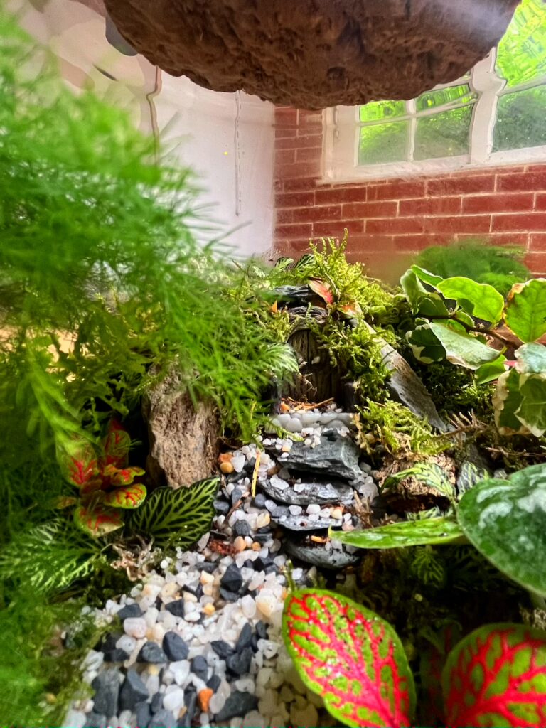 Terrarium végétal artisanal en verre fermé avec plantes naturelles by l'Atelier Végétal de Lulu