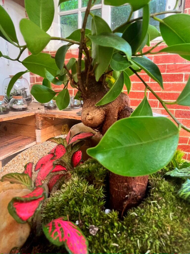 Terrarium végétal artisanal en verre fermé avec plantes naturelles by l'Atelier Végétal de Lulu