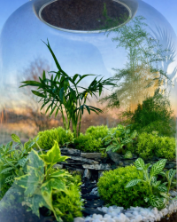 Terrarium végétal artisanal en verre fermé avec plantes naturelles by l'Atelier Végétal de Lulu
