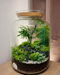 Terrarium végétal artisanal en verre fermé avec plantes naturelles by l'Atelier Végétal de Lulu