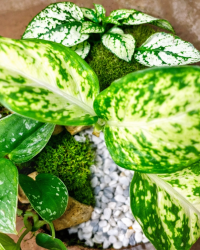 Terrarium végétal artisanal en verre fermé avec plantes naturelles by l'Atelier Végétal de Lulu