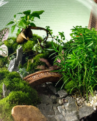 Terrarium végétal artisanal en verre fermé avec plantes naturelles by l'Atelier Végétal de Lulu