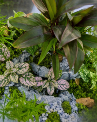 Terrarium végétal artisanal en verre fermé avec plantes naturelles by l'Atelier Végétal de Lulu