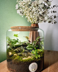 Terrarium végétal artisanal en verre fermé avec plantes naturelles by l'Atelier Végétal de Lulu