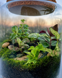 Terrarium végétal artisanal en verre fermé avec plantes naturelles by l'Atelier Végétal de Lulu