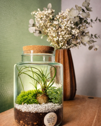 Terrarium végétal artisanal en verre fermé avec plantes naturelles by l'Atelier Végétal de Lulu