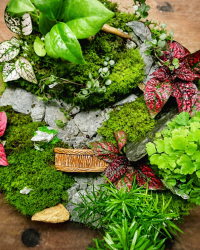 Terrarium végétal artisanal en verre fermé avec plantes naturelles by l'Atelier Végétal de Lulu