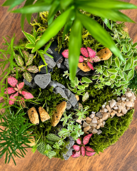 Terrarium végétal artisanal en verre fermé avec plantes naturelles by l'Atelier Végétal de Lulu