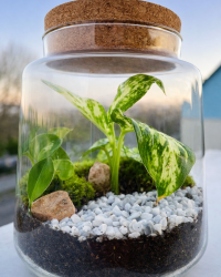 Terrarium végétal artisanal en verre fermé avec plantes naturelles by l'Atelier Végétal de Lulu