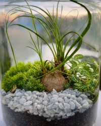 Terrarium végétal artisanal en verre fermé avec plantes naturelles by l'Atelier Végétal de Lulu