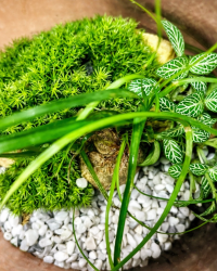 Terrarium végétal artisanal en verre fermé avec plantes naturelles by l'Atelier Végétal de Lulu
