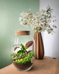 Terrarium végétal artisanal en verre fermé avec plantes naturelles by l'Atelier Végétal de Lulu