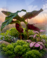 Terrarium végétal artisanal en verre fermé avec plantes naturelles by l'Atelier Végétal de Lulu