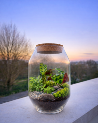 Terrarium végétal artisanal en verre fermé avec plantes naturelles by l'Atelier Végétal de Lulu