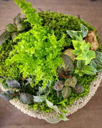 Terrarium végétal artisanal en verre fermé avec plantes naturelles by l'Atelier Végétal de Lulu