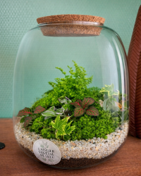 Terrarium végétal artisanal en verre fermé avec plantes naturelles by l'Atelier Végétal de Lulu
