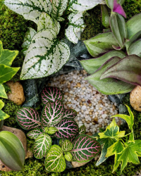 Terrarium végétal artisanal en verre fermé avec plantes naturelles by l'Atelier Végétal de Lulu