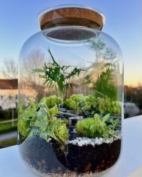 Terrarium végétal artisanal en verre fermé avec plantes naturelles by l'Atelier Végétal de Lulu