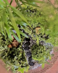 Terrarium végétal artisanal en verre fermé avec plantes naturelles by l'Atelier Végétal de Lulu