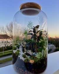 Terrarium végétal artisanal en verre fermé avec plantes naturelles by l'Atelier Végétal de Lulu
