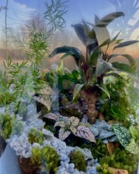 Terrarium végétal artisanal en verre fermé avec plantes naturelles by l'Atelier Végétal de Lulu