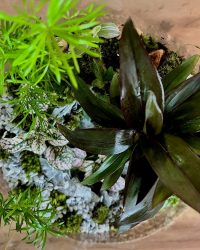 Terrarium végétal artisanal en verre fermé avec plantes naturelles by l'Atelier Végétal de Lulu