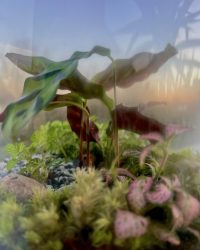 Terrarium végétal artisanal en verre fermé avec plantes naturelles by l'Atelier Végétal de Lulu