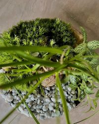 Terrarium végétal artisanal en verre fermé avec plantes naturelles by l'Atelier Végétal de Lulu