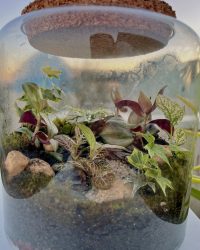 Terrarium végétal artisanal en verre fermé avec plantes naturelles by l'Atelier Végétal de Lulu
