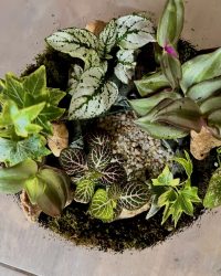 Terrarium végétal artisanal en verre fermé avec plantes naturelles by l'Atelier Végétal de Lulu