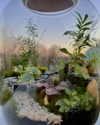 Terrarium végétal artisanal en verre fermé avec plantes naturelles by l'Atelier Végétal de Lulu