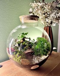 Terrarium végétal artisanal en verre fermé avec plantes naturelles by l'Atelier Végétal de Lulu