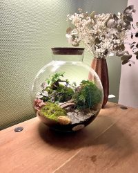 Terrarium végétal artisanal en verre fermé avec plantes naturelles by l'Atelier Végétal de Lulu