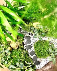 Terrarium végétal artisanal en verre fermé avec plantes naturelles by l'Atelier Végétal de Lulu