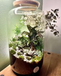 Terrarium végétal artisanal en verre fermé avec plantes naturelles by l'Atelier Végétal de Lulu
