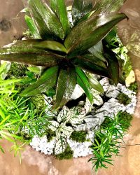 Le chemin des Brumes