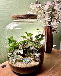 Terrarium végétal artisanal en verre fermé avec plantes naturelles by l'Atelier Végétal de Lulu