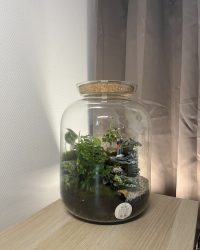 Terrarium végétal artisanal en verre fermé avec plantes naturelles by l'Atelier Végétal de Lulu