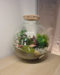Terrarium végétal artisanal en verre fermé avec plantes naturelles by l'Atelier Végétal de Lulu