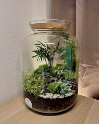 Terrarium végétal artisanal en verre fermé avec plantes naturelles by l'Atelier Végétal de Lulu