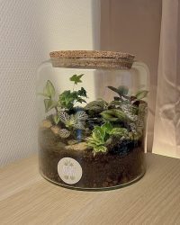 Terrarium végétal artisanal en verre fermé avec plantes naturelles by l'Atelier Végétal de Lulu