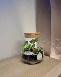 Terrarium végétal artisanal en verre fermé avec plantes naturelles by l'Atelier Végétal de Lulu