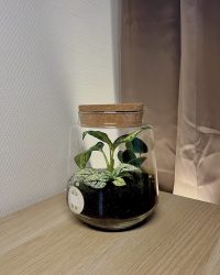 Terrarium végétal artisanal en verre fermé avec plantes naturelles by l'Atelier Végétal de Lulu