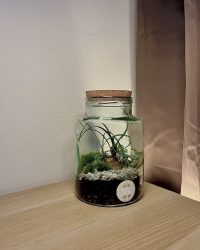 Terrarium végétal artisanal en verre fermé avec plantes naturelles by l'Atelier Végétal de Lulu