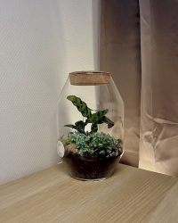 Terrarium végétal artisanal en verre fermé avec plantes naturelles by l'Atelier Végétal de Lulu