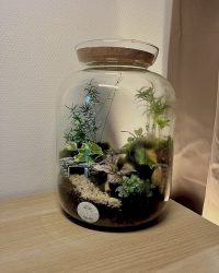 Terrarium végétal artisanal en verre fermé avec plantes naturelles by l'Atelier Végétal de Lulu